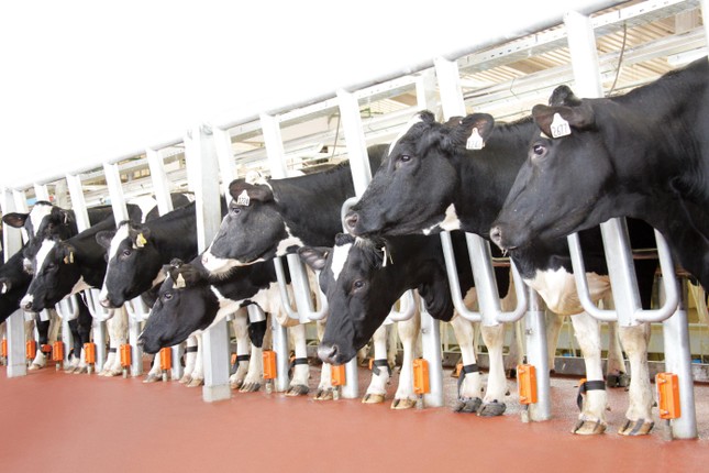 Cows raised by farmers through high-tech cooperatives in association with TH Group in Thanh Hoa will also be chip-based for monitoring. Photo: tienphong.vn