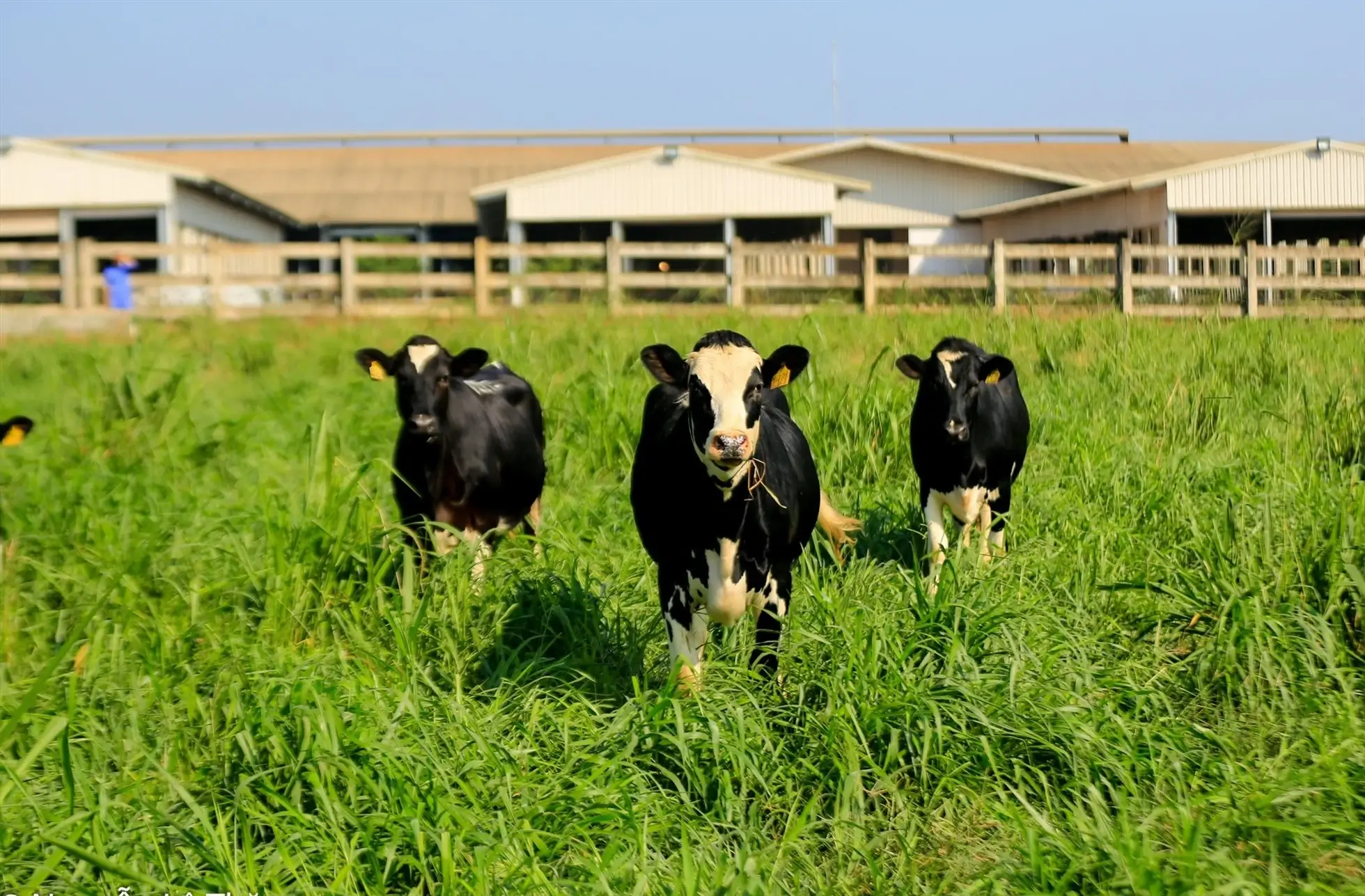Bò sữa hữu cơ của TH true MILK và những cánh đồng cỏ đáp ứng quy trình trồng trọt hữu cơ châu Âu và Mỹ. Ảnh: Tập đoàn TH.